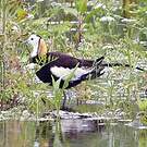 Jacana à longue queue
