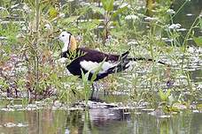 Jacana à longue queue