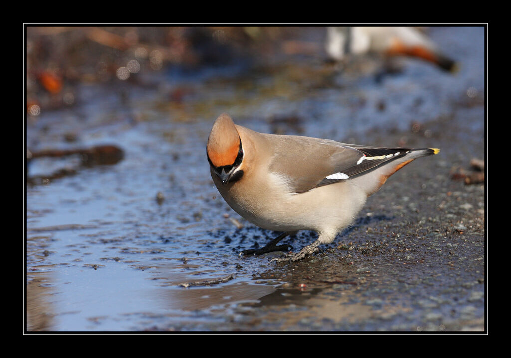 Bohemian Waxwing