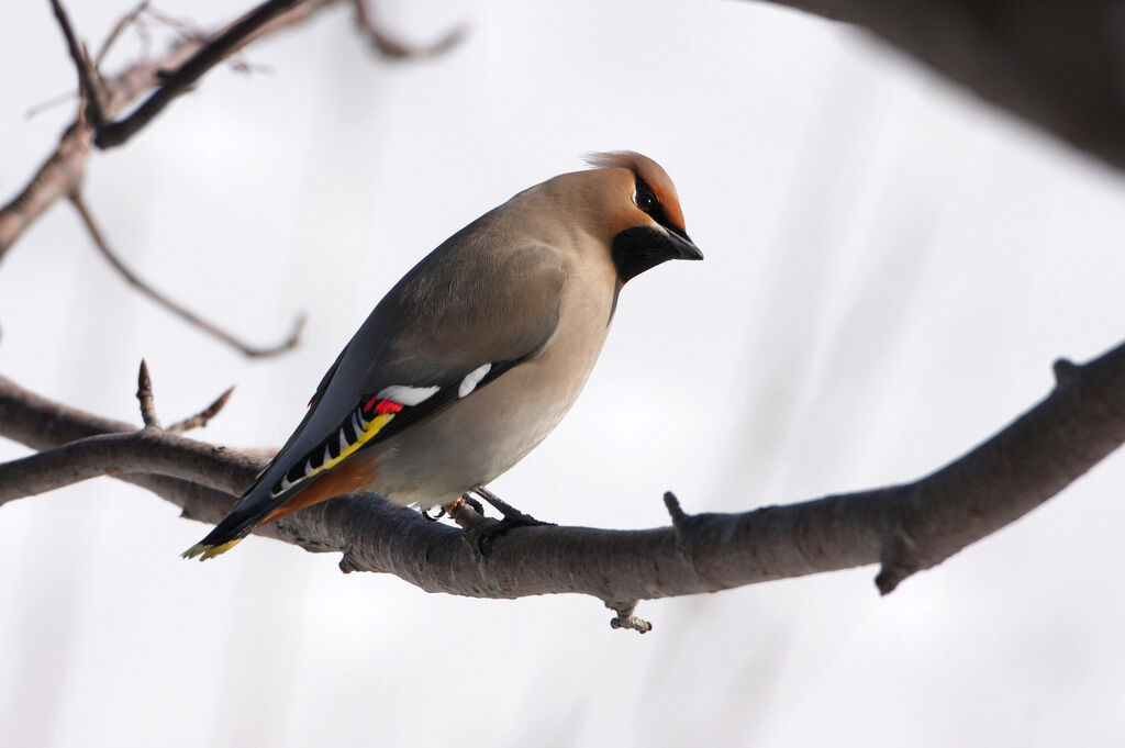 Bohemian Waxwing