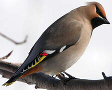 Bohemian Waxwing