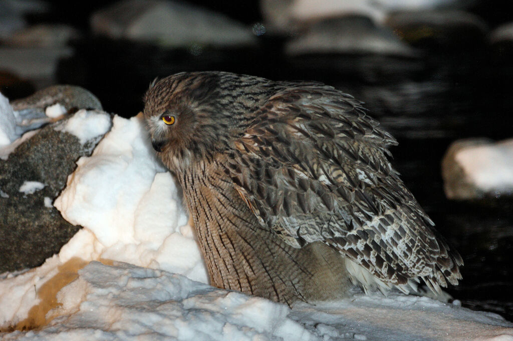 Blakiston's Fish Owl male adult