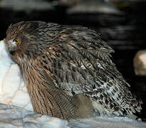 Blakiston's Fish Owl