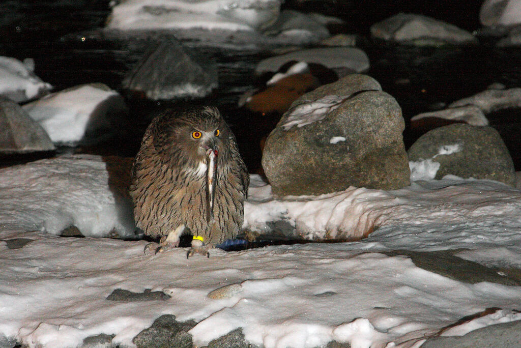 Blakiston's Fish Owl