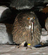 Blakiston's Fish Owl