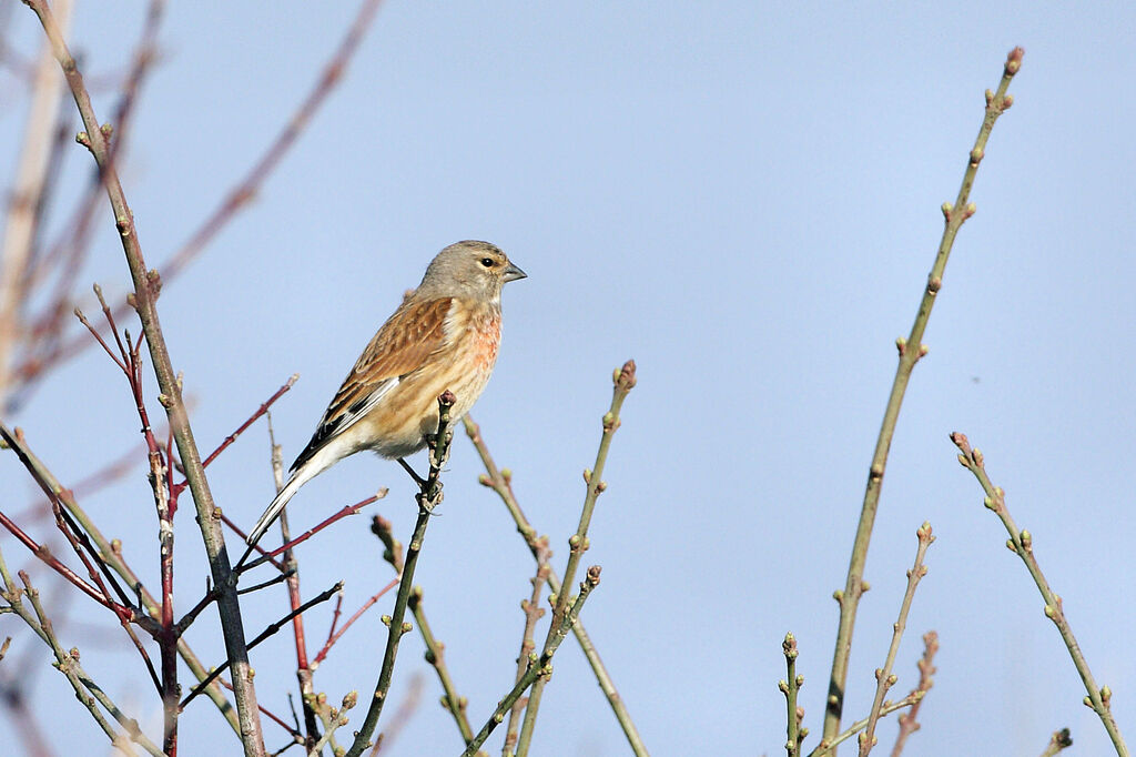 Linotte mélodieuse