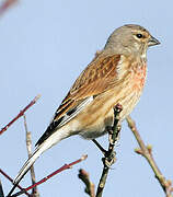 Common Linnet