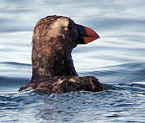 Tufted Puffin