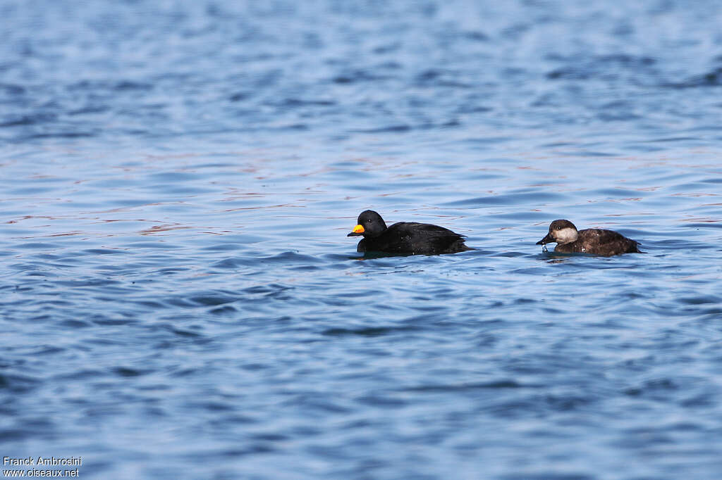 Macreuse à bec jaune femelle adulte, identification