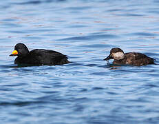 Black Scoter