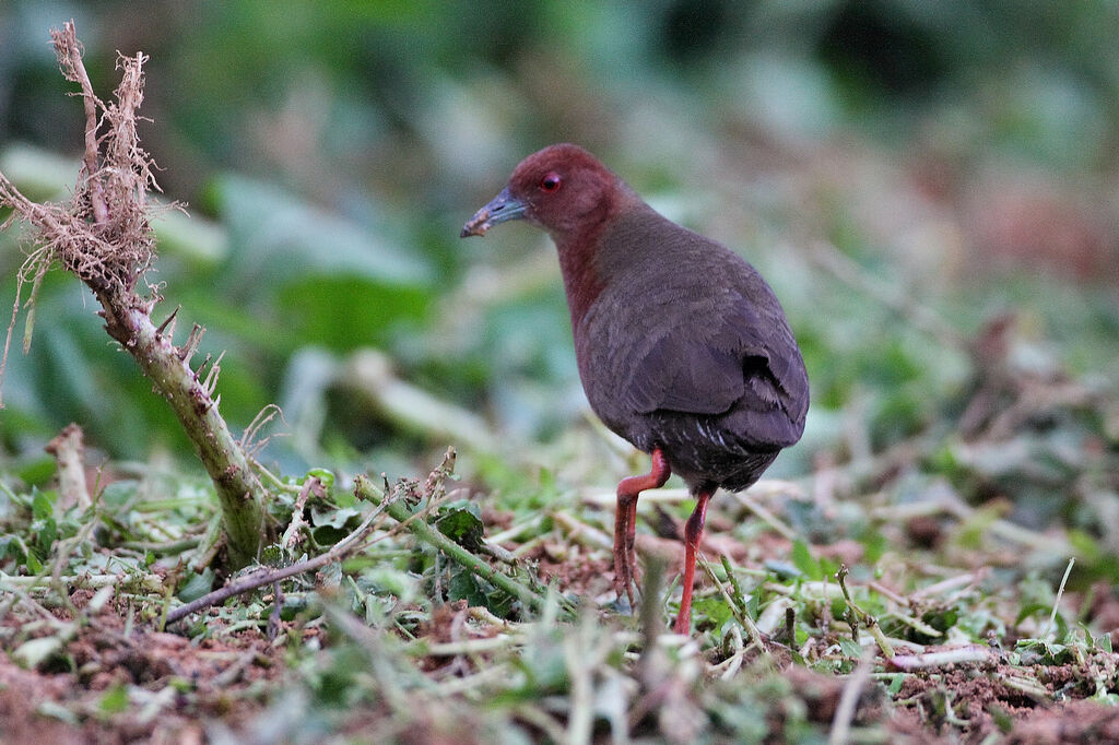 Ruddy-breasted Crakeadult