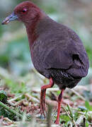 Ruddy-breasted Crake