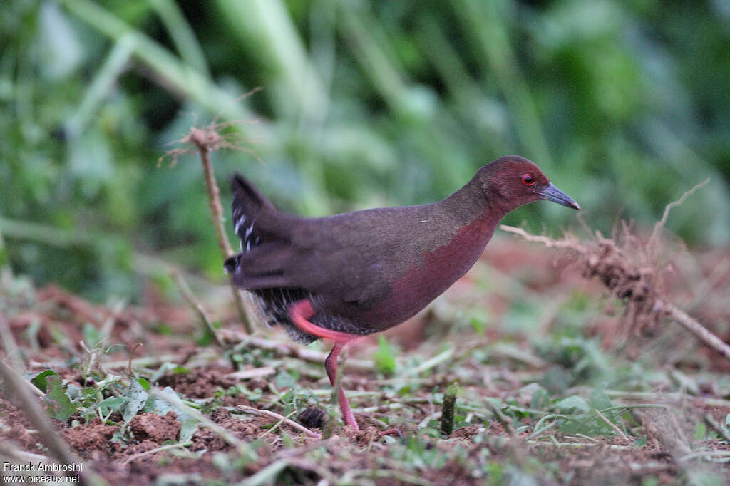 Ruddy-breasted Crakeadult