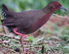 Ruddy-breasted Crake