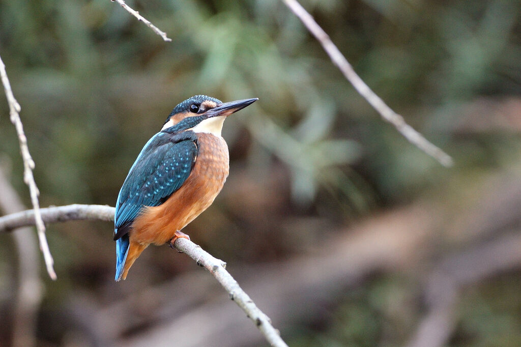 Common Kingfisher female adult