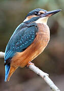 Common Kingfisher