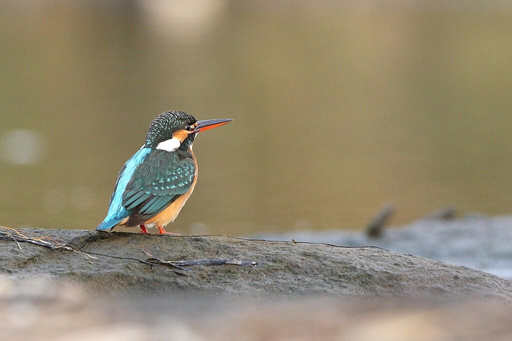 Common Kingfisher