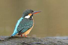 Common Kingfisher