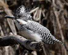 Crested Kingfisher