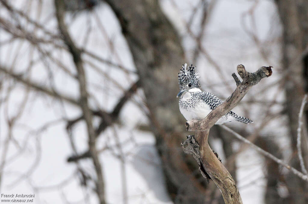 Crested Kingfisher female adult