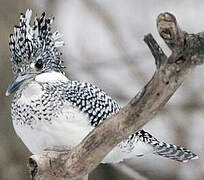 Crested Kingfisher