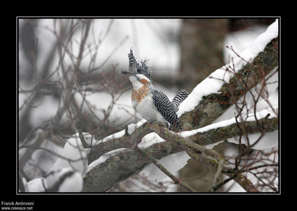 Crested Kingfisher male adult