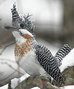 Crested Kingfisher