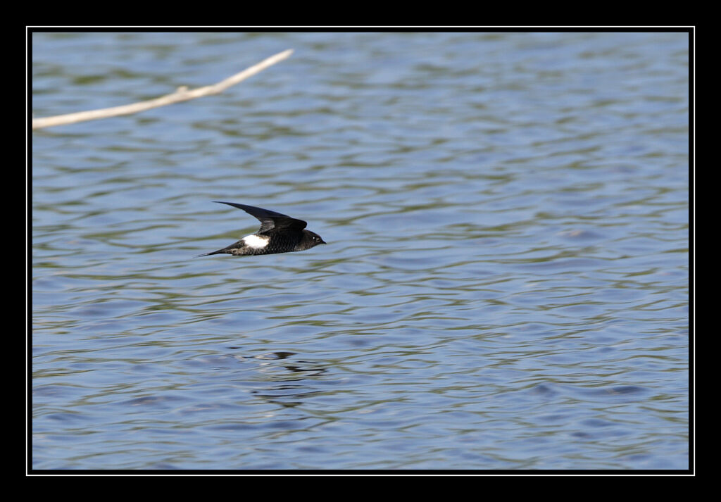 Pacific Swiftadult