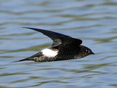 Pacific Swift