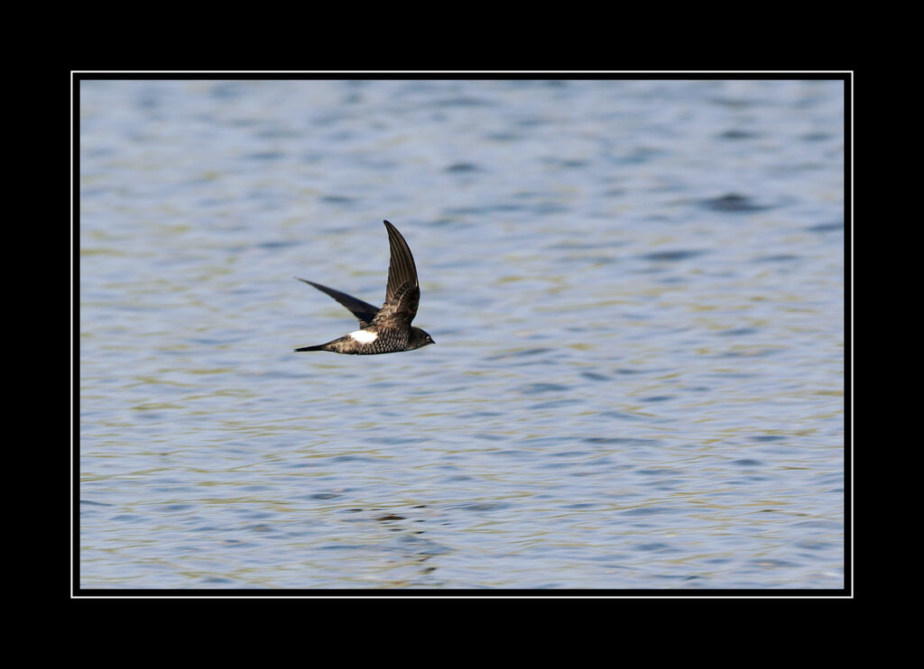 Pacific Swiftadult