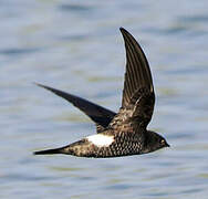 Pacific Swift