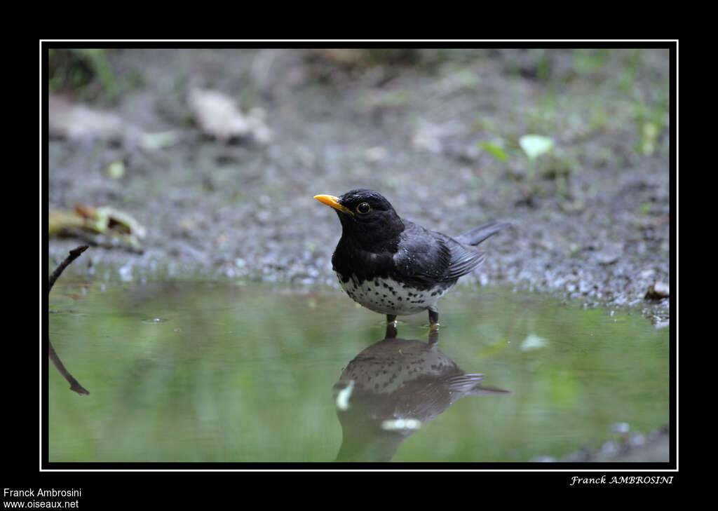 Merle du Japon mâle adulte, identification