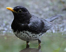 Japanese Thrush