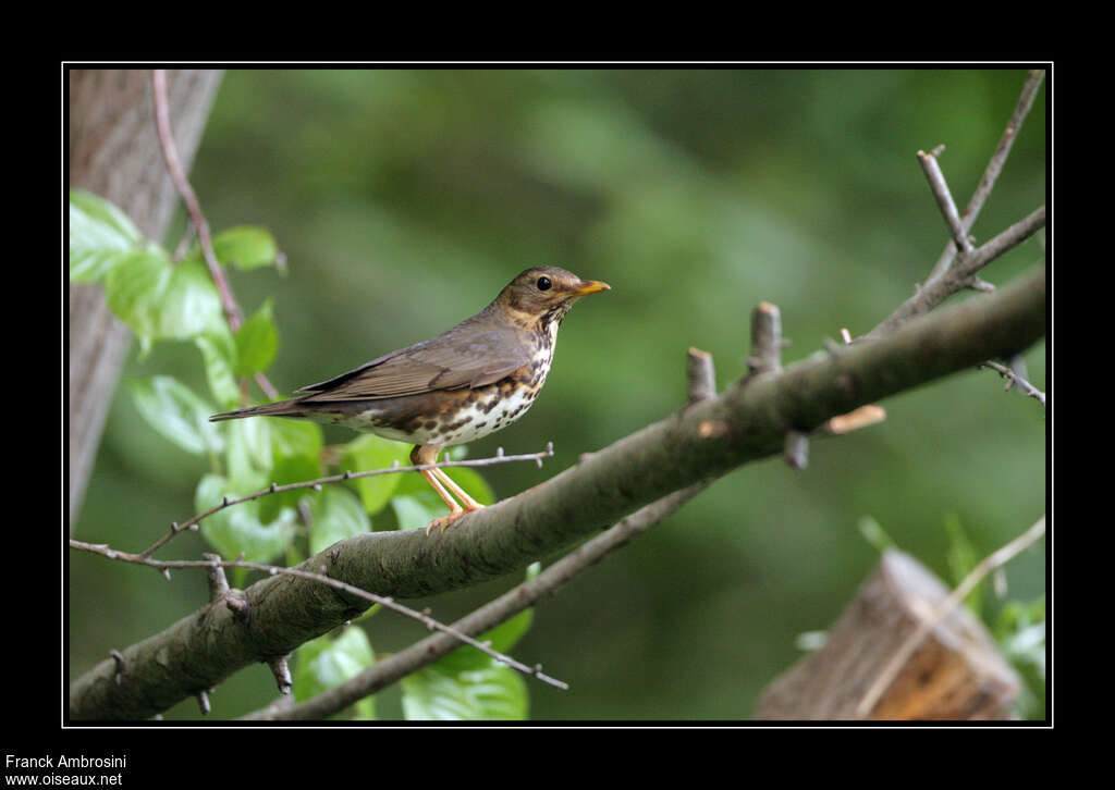 Merle du Japon femelle adulte, identification