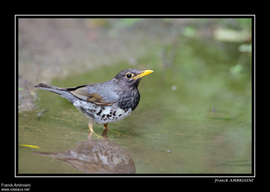 Japanese Thrush male subadult