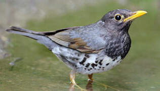 Japanese Thrush