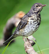 Japanese Thrush