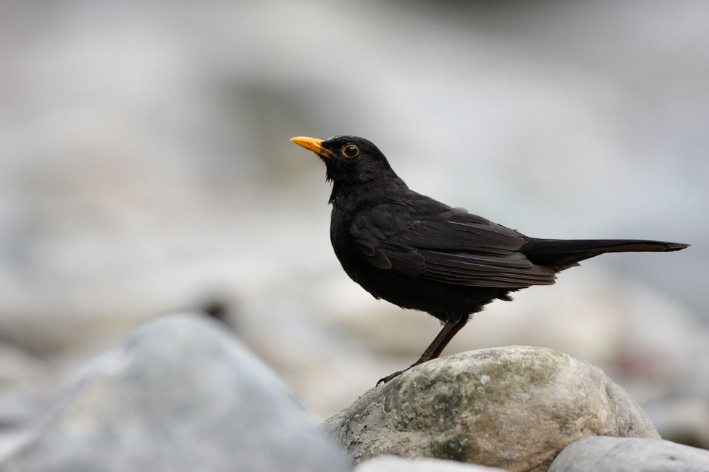 Common Blackbird male adult, identification