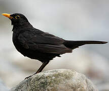 Common Blackbird