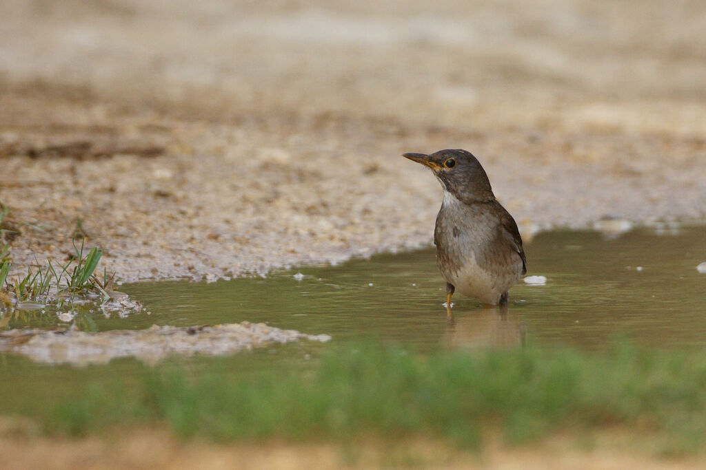 Pale Thrush