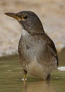 Pale Thrush