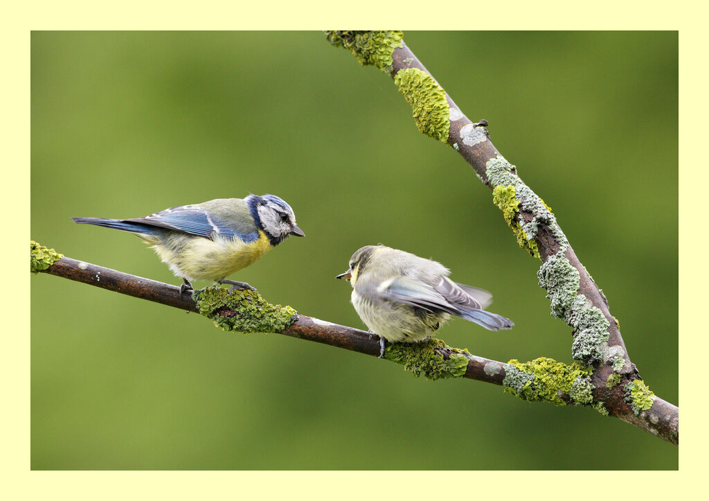 Mésange bleue