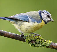 Mésange bleue