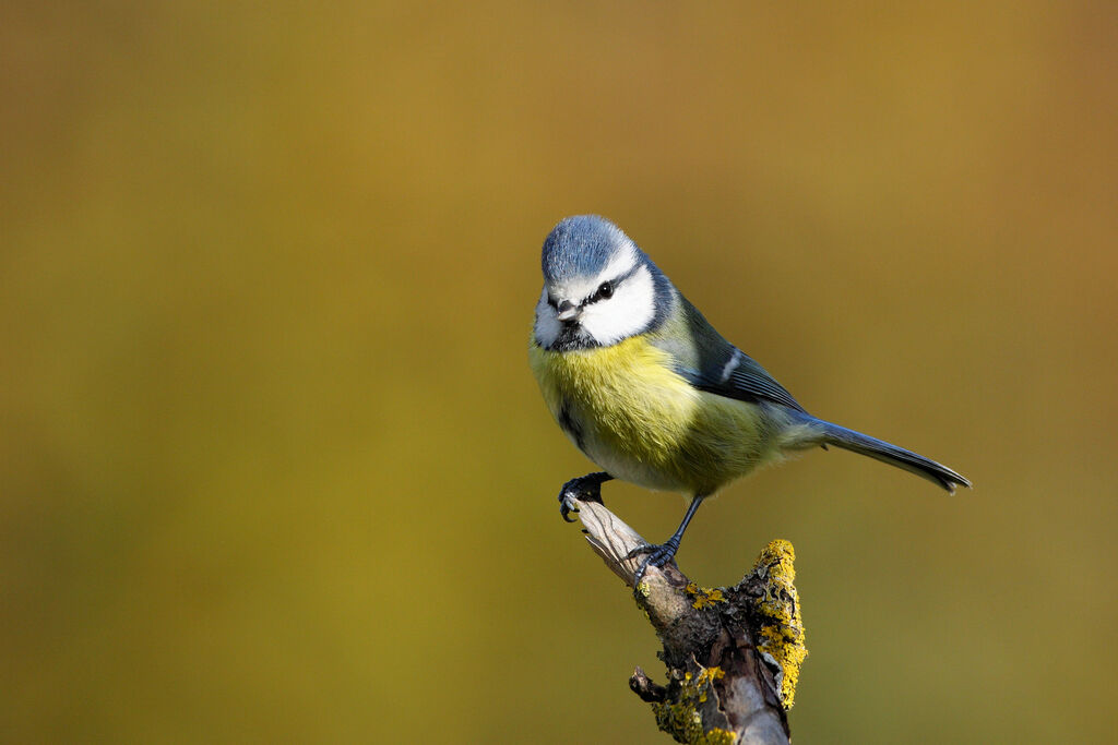 Mésange bleue