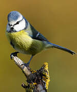 Eurasian Blue Tit