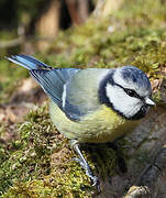 Eurasian Blue Tit