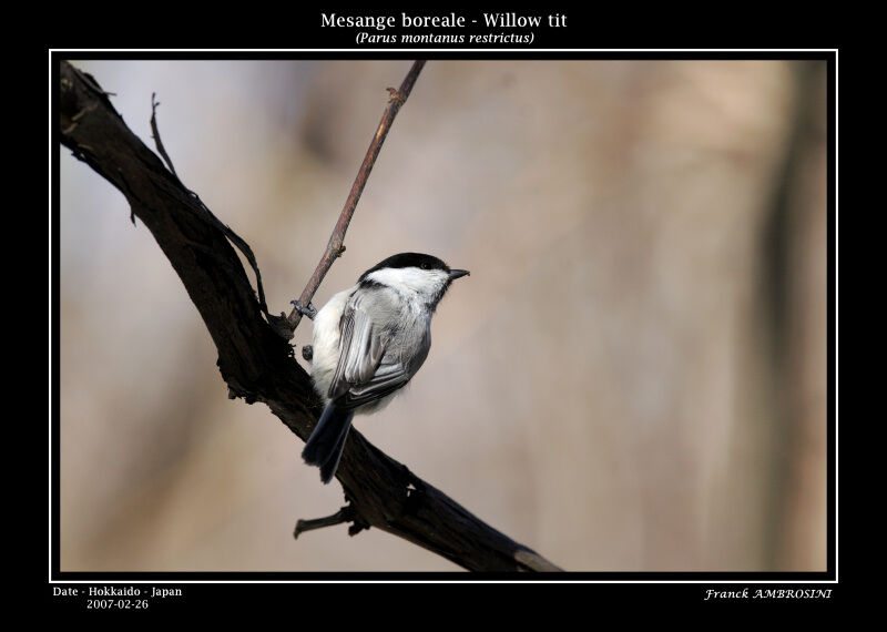 Mésange boréaleadulte