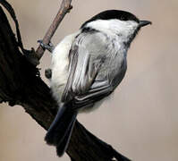 Willow Tit