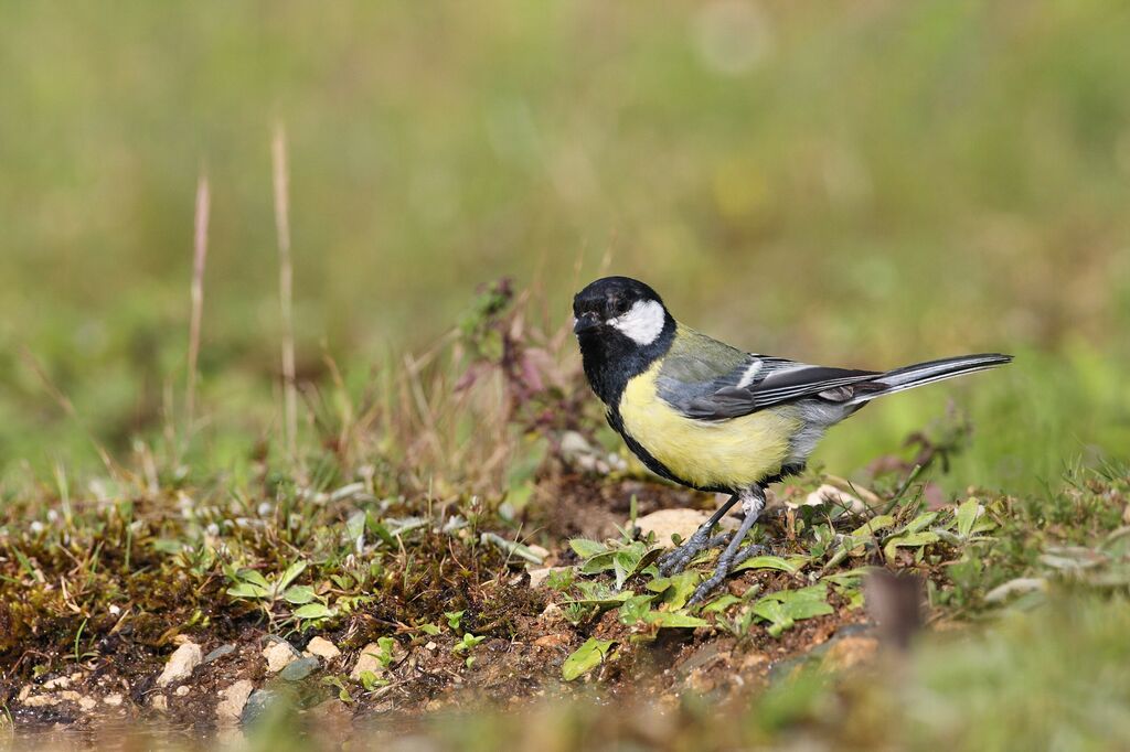 Mésange charbonnière