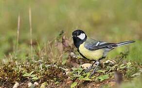 Great Tit